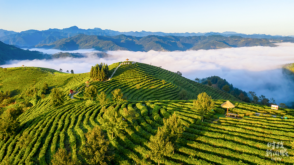 △位于陜西平利縣的蔣家坪茶園,云海環繞。2020年4月,總書記曾到這里考察,希望當地因茶致富,因茶興業。